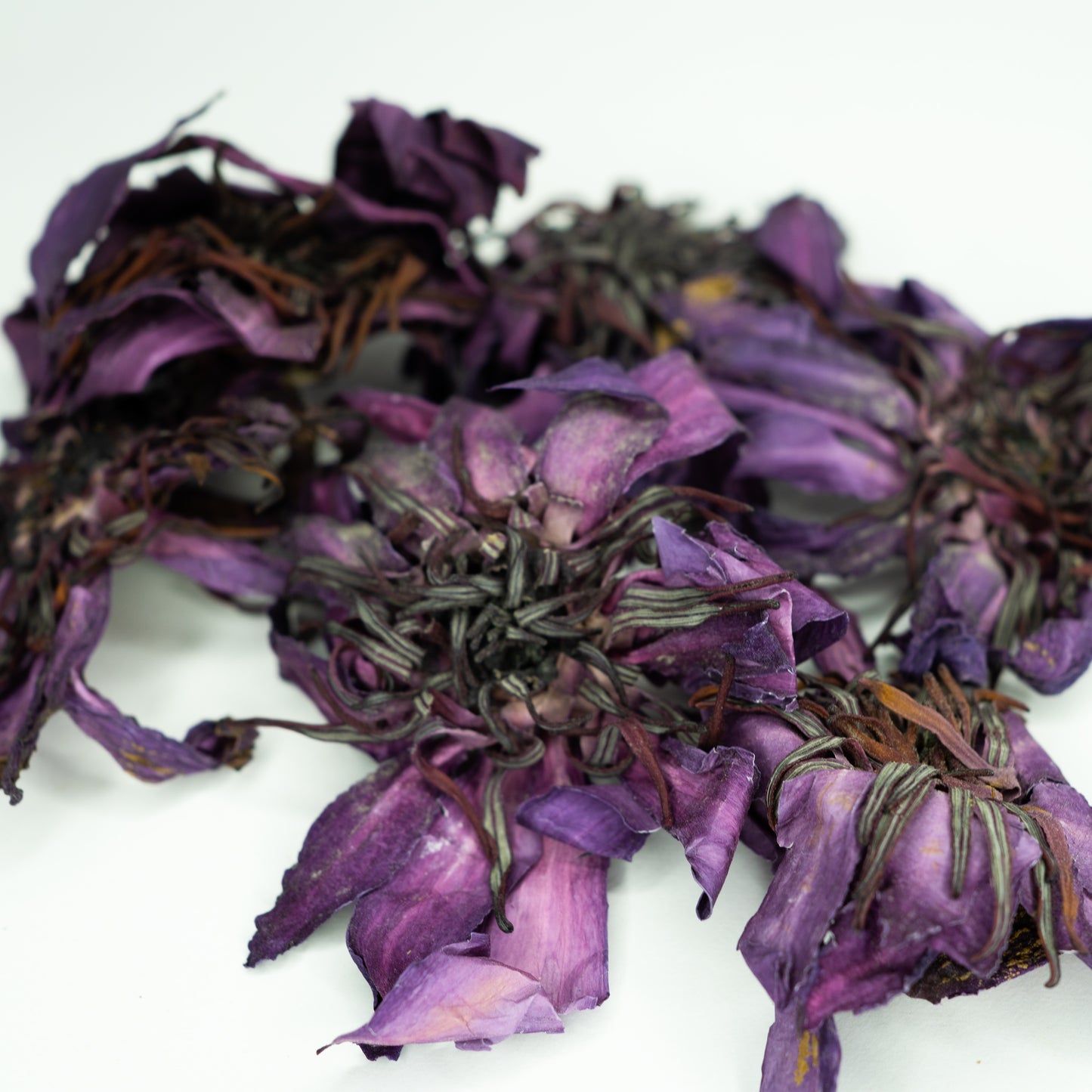 Červený Lotus Květy